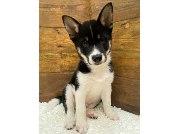 Shiba Inu-Dog-Male-Black / Tan-7751-Petland Terre Haute, Indiana