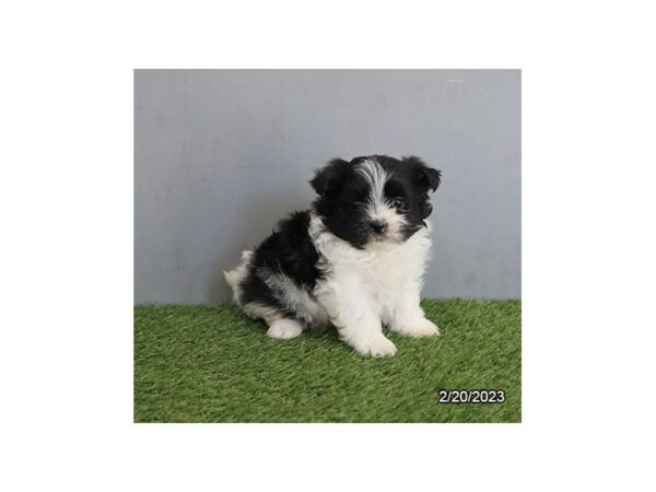 PomShi-Dog-Male-Black-7599-Petland Terre Haute, Indiana