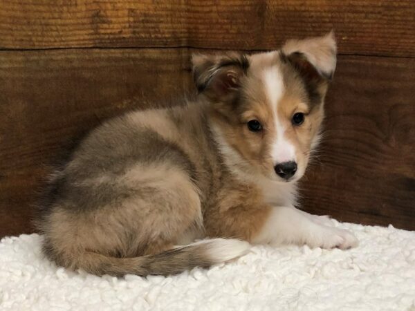 Shetland Sheepdog-Dog-Female-Red Merle-7662-Petland Terre Haute, Indiana