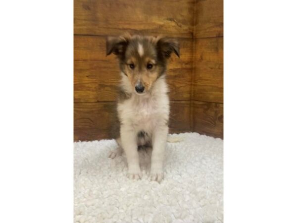 Shetland Sheepdog-Dog-Female-Sable / White-7696-Petland Terre Haute, Indiana