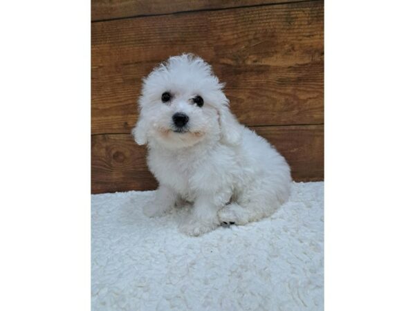 Bichon Frise-Dog-Female-White-7703-Petland Terre Haute, Indiana