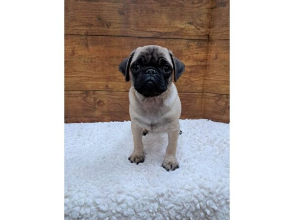 Pug-Dog-Female-Fawn-7705-Petland Terre Haute, Indiana