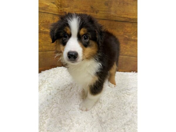 Miniature American Shepherd-Dog-Female-Black-7710-Petland Terre Haute, Indiana