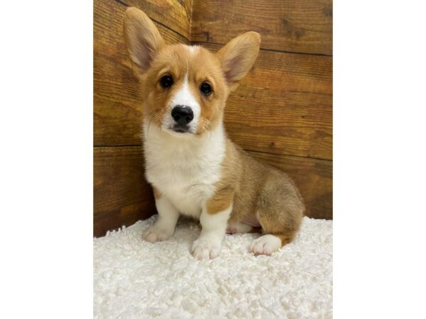 Pembroke Welsh Corgi-Dog-Female-Sable / White-7723-Petland Terre Haute, Indiana