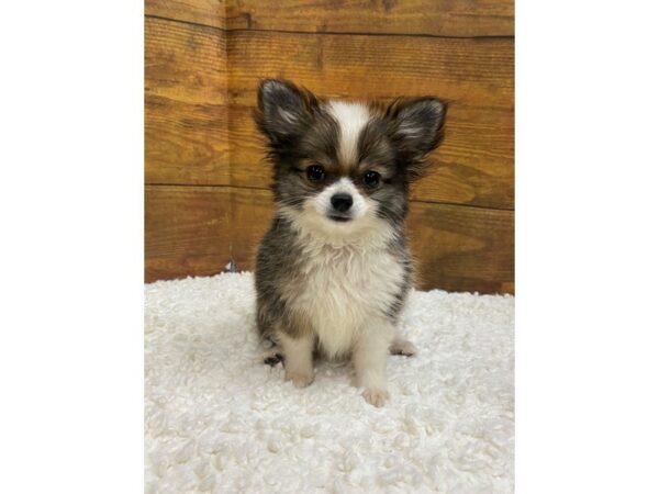 Chihuahua-Dog-Female-Sable-7719-Petland Terre Haute, Indiana