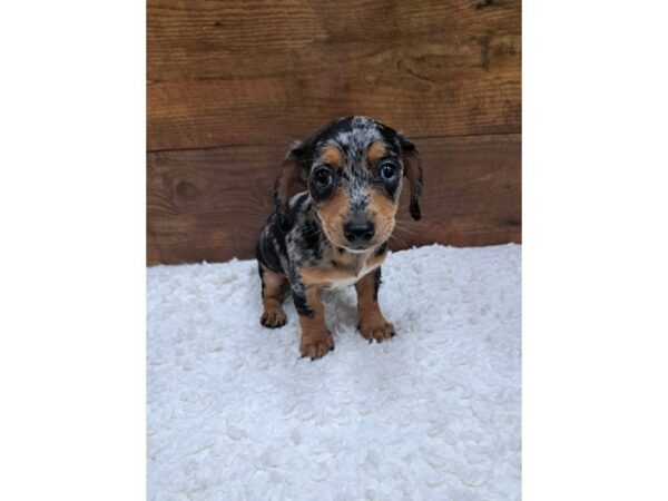 Chiweenie-Dog-Female-Dapple-7734-Petland Terre Haute, Indiana