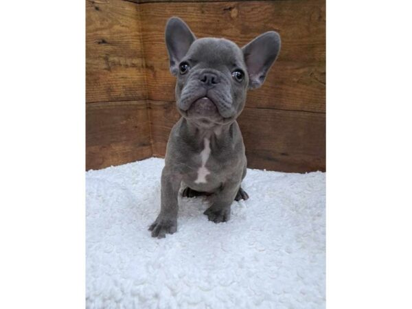 French Bulldog-Dog-Male-Blue Fawn Brindle-7732-Petland Terre Haute, Indiana