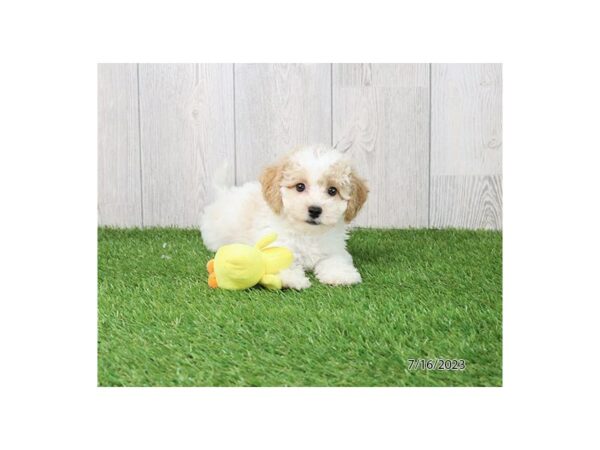 Bichapoo-Dog-Female-White-7741-Petland Terre Haute, Indiana
