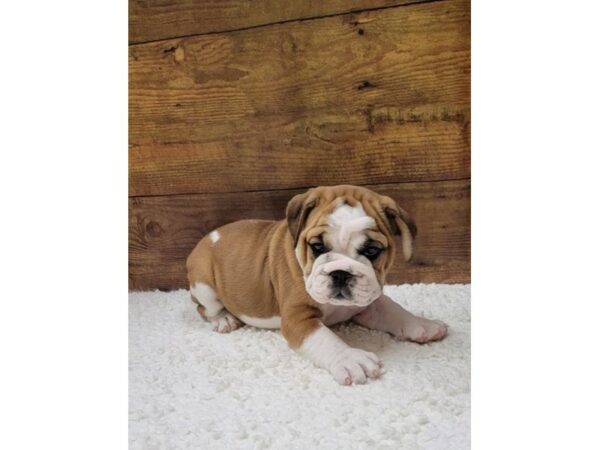 English Bulldog-Dog-Female-Red / White-7748-Petland Terre Haute, Indiana