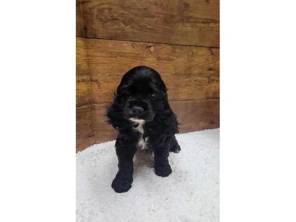 Cocker Spaniel-Dog-Female-Black-7737-Petland Terre Haute, Indiana