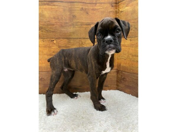 Boxer-Dog-Female-Brindle-7754-Petland Terre Haute, Indiana