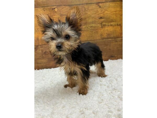 Yorkshire Terrier-Dog-Female-Black / Tan-7752-Petland Terre Haute, Indiana