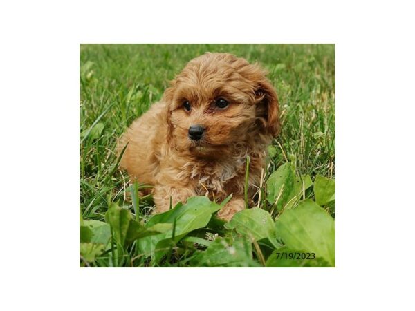 Cavapoo-Dog-Female-Red-7763-Petland Terre Haute, Indiana