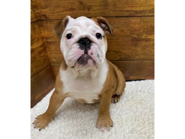 Bulldog-Dog-Female-Fawn White-7636-Petland Terre Haute, Indiana