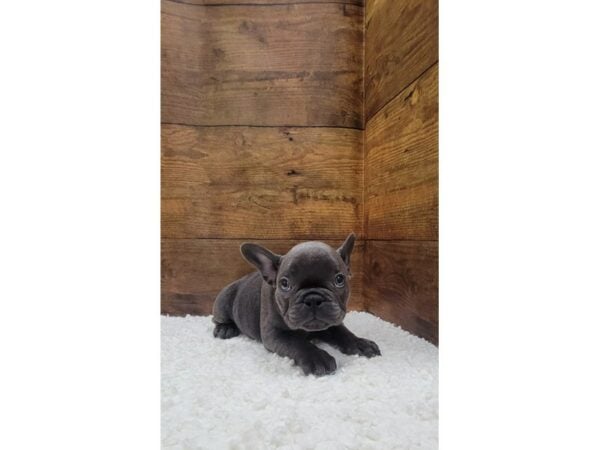 French Bulldog-Dog-Female-Blue-7774-Petland Terre Haute, Indiana