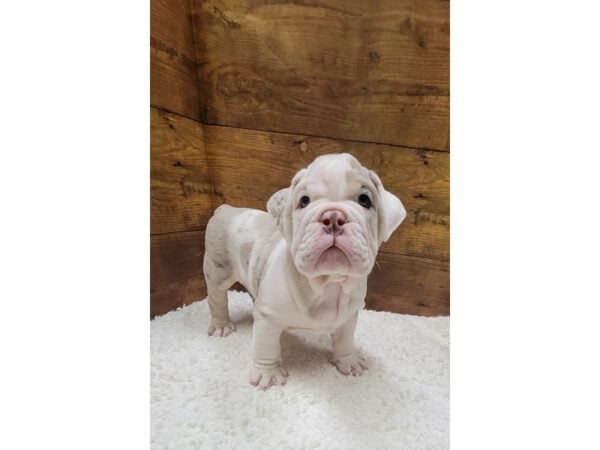 English Bulldog-Dog-Male-Lilac Merle-7772-Petland Terre Haute, Indiana