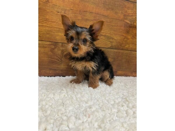 [#7673] Black / Tan Male Yorkshire Terrier Puppies for Sale