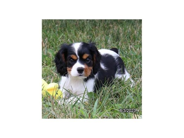 [#7756] Black Female Cavalier King Charles Spaniel Puppies for Sale