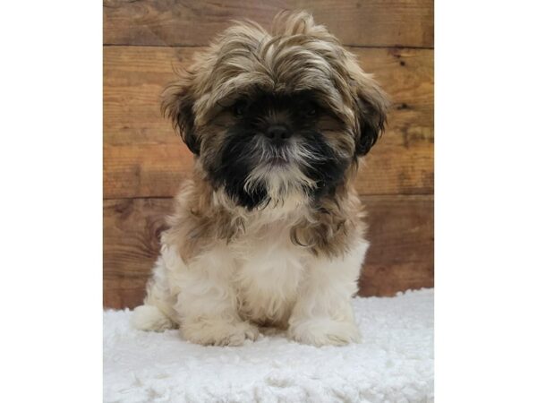 [#7759] Gold / White Male Shih Tzu Puppies for Sale