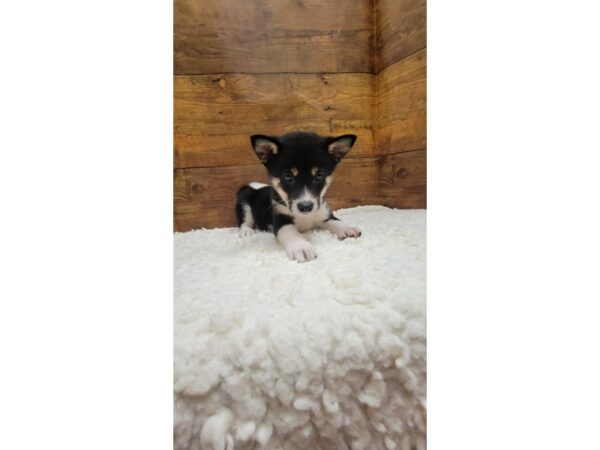 [#7758] Black / Tan Male Shiba Inu Puppies for Sale