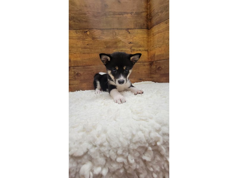 Shiba Inu - 7758 Image #1