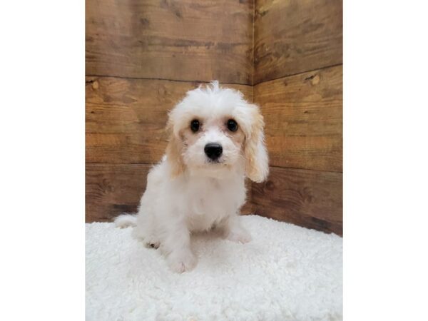 [#7740] Blenheim Female Cavachon Puppies for Sale