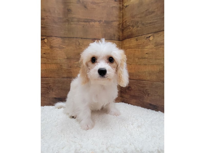 Cavachon - 7740 Image #1