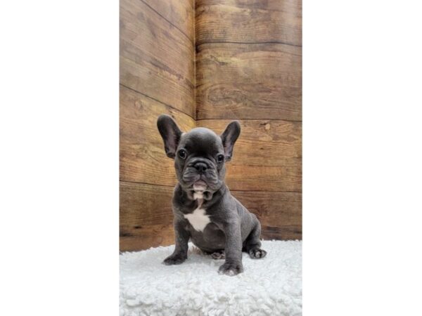 [#7769] Blue Male French Bulldog Puppies for Sale