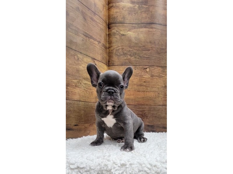 French Bulldog - 7769 Image #1