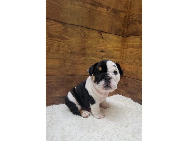 [#7775] Black Female English Bulldog Puppies for Sale