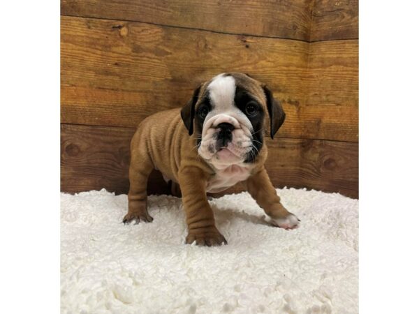 [#7776] Fawn & White Male English Bulldog Puppies for Sale