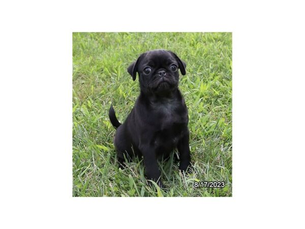 [#7782] Black Male Pug Puppies for Sale