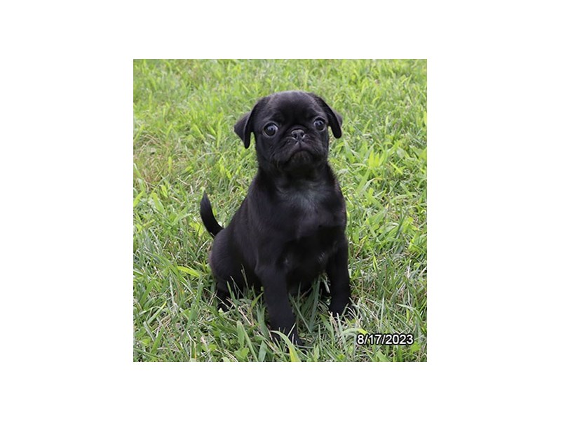 Pug - 7782 Image #1