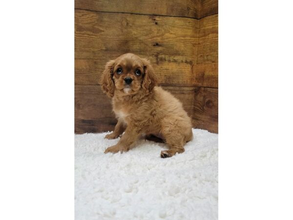 [#7792] Ruby Female Cavalier King Charles Spaniel Puppies for Sale