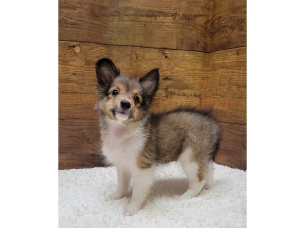 [#7783] Sable / White Female Shetland Sheepdog Puppies for Sale