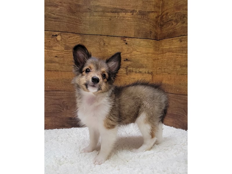 Shetland Sheepdog - 7783 Image #1