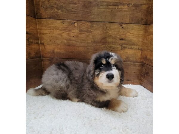 [#7786] Merle Male Bernedoodle Mini Puppies for Sale