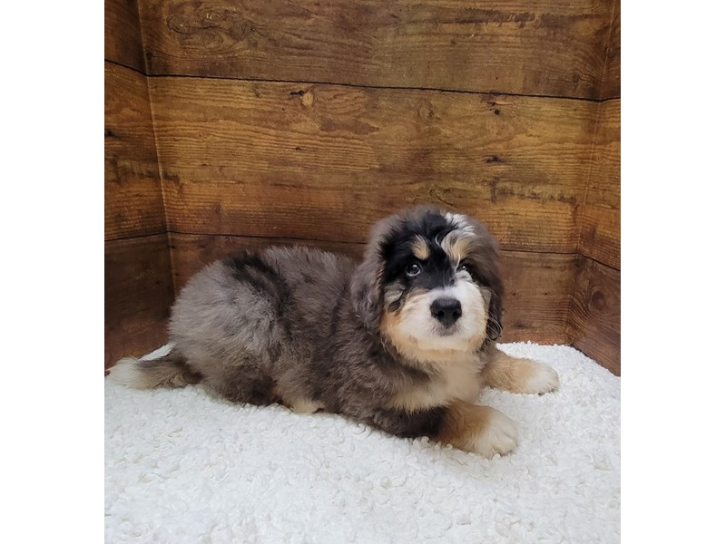 Bernedoodle Mini - 7786 Image #1