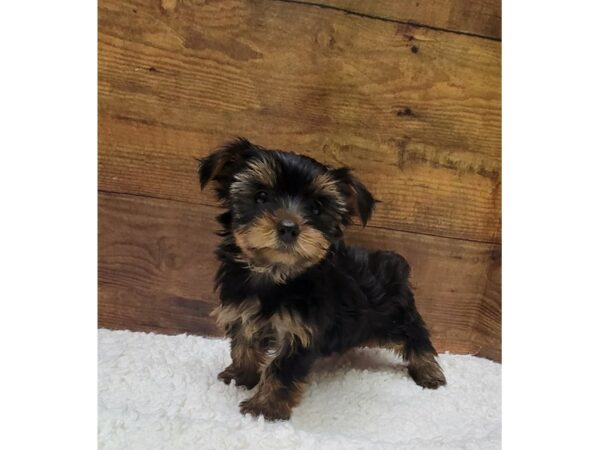 [#7787] Female Yorkshire Terrier Puppies for Sale