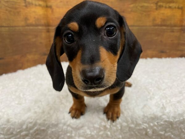 [#7791] Black and Tan Male Dachshund Puppies for Sale