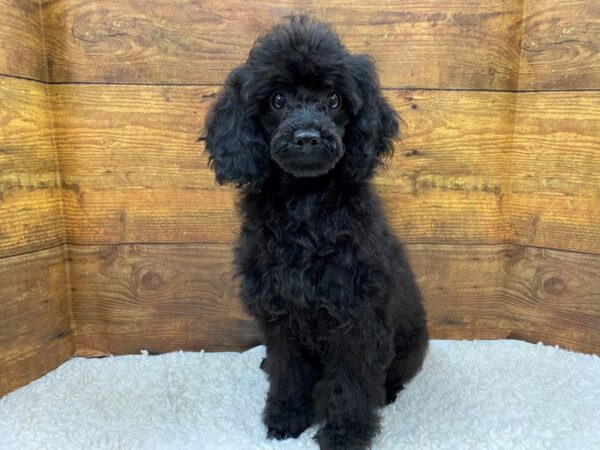 [#7760] Black Female Miniature Poodle Puppies for Sale