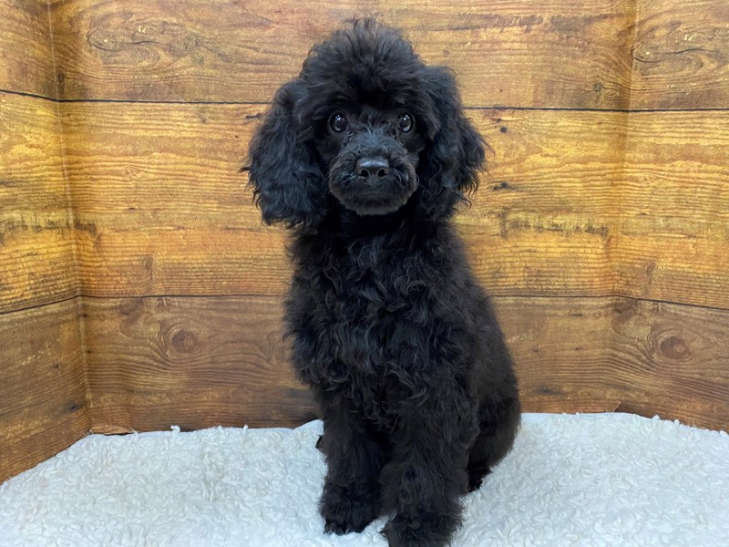 Miniature Poodle - 7760 Image #1