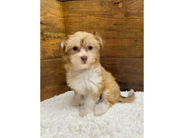 [#7728] Gold / White Female Havanese Puppies for Sale