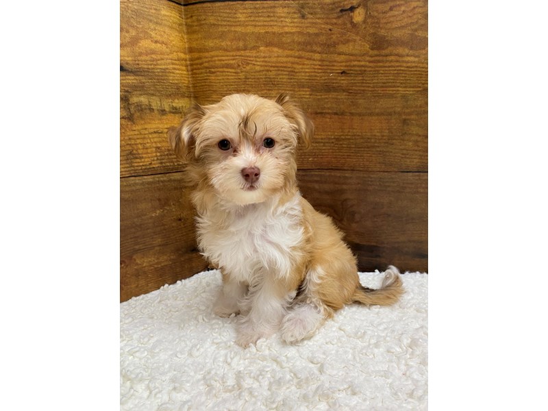Havanese - 7728 Image #1