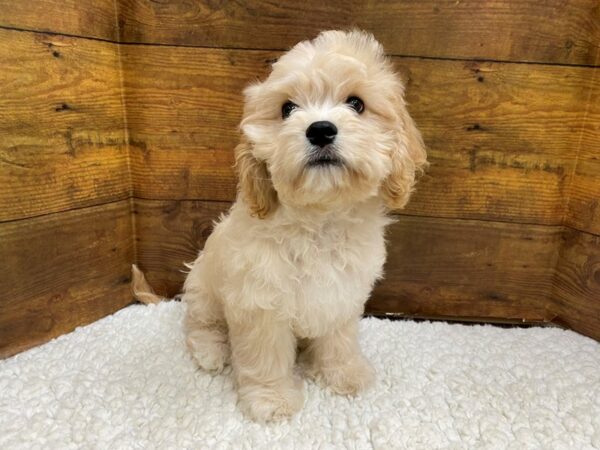 [#7762] Apricot Male Cavachon Puppies for Sale