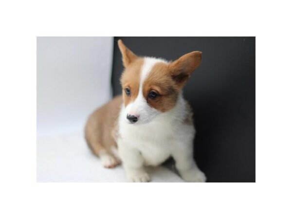 [#7798] Red Female Pembroke Welsh Corgi Puppies for Sale