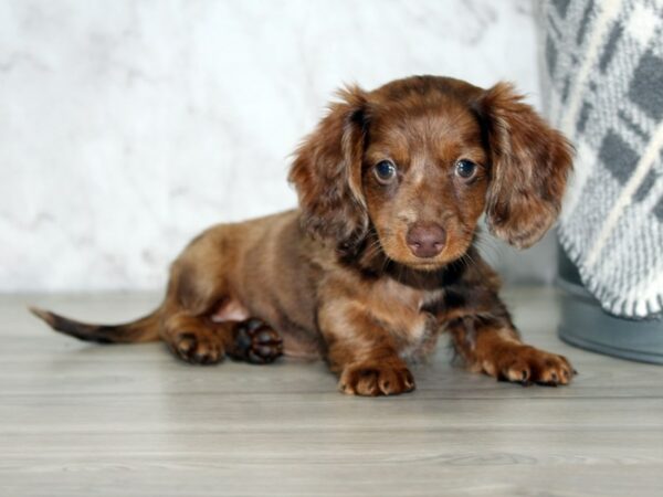 [#7815] Chocolate Female Dachshund Puppies for Sale