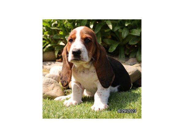 [#7802] Black / White Female Basset Hound Puppies for Sale