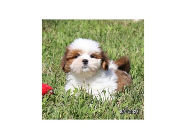[#7804] Red / White Female Lhasa Apso Puppies for Sale
