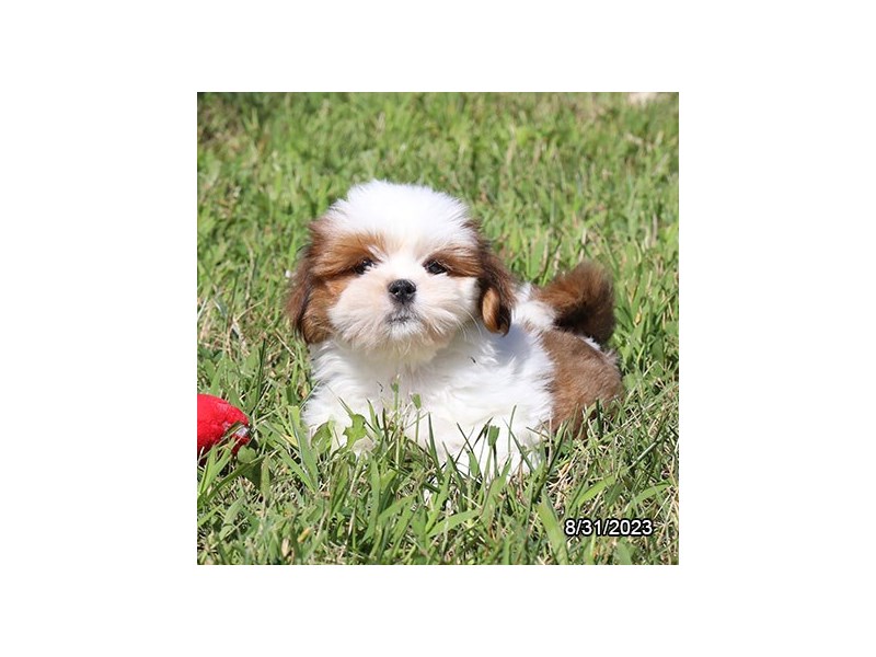 Lhasa Apso - 7804 Image #1